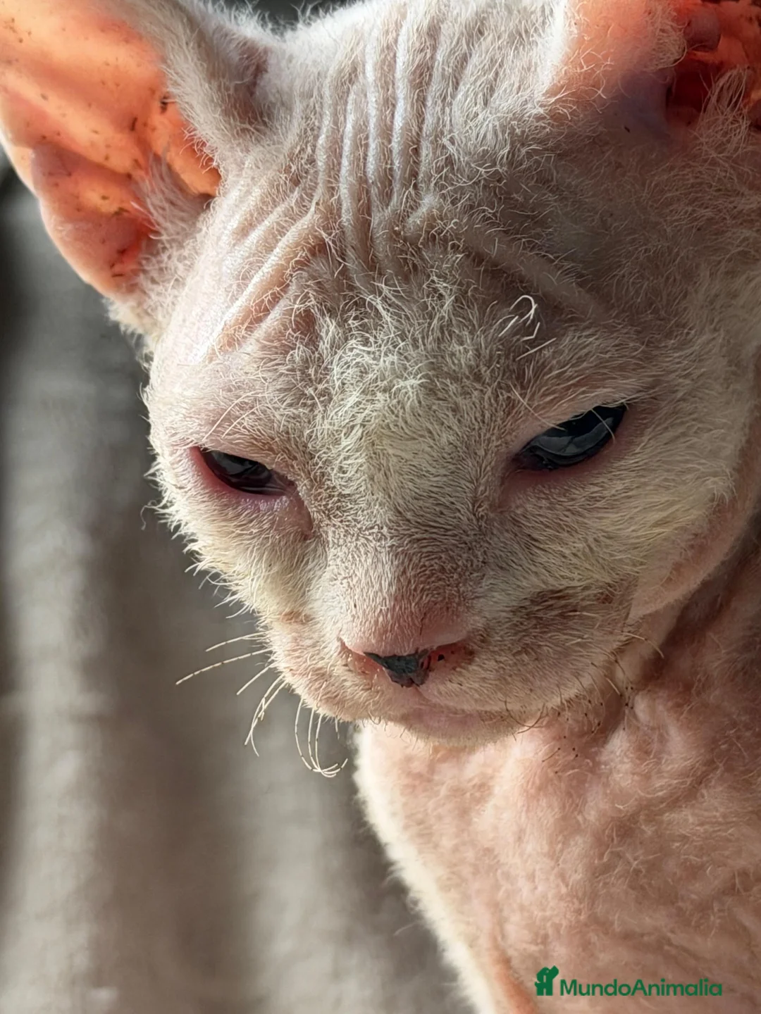 Sphynx gatos en venta: Camada Sphynx blanco - Anuncio 1