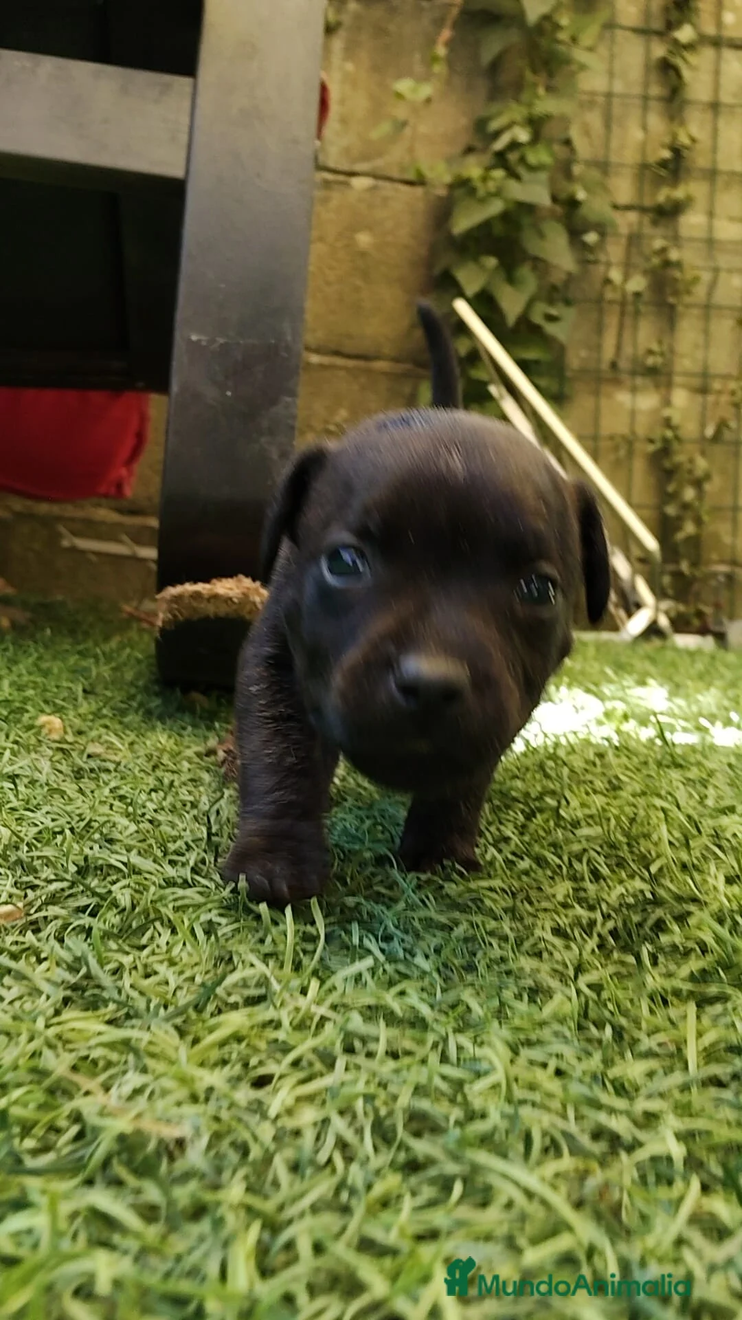 Staffordshire Bull Terrier perros en venta: Staffordshire Bull Terrier cachorros - Anuncio 13