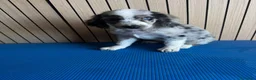 Cocker Spaniel Americano perros en venta: Cachorros cocker - Anuncio 6