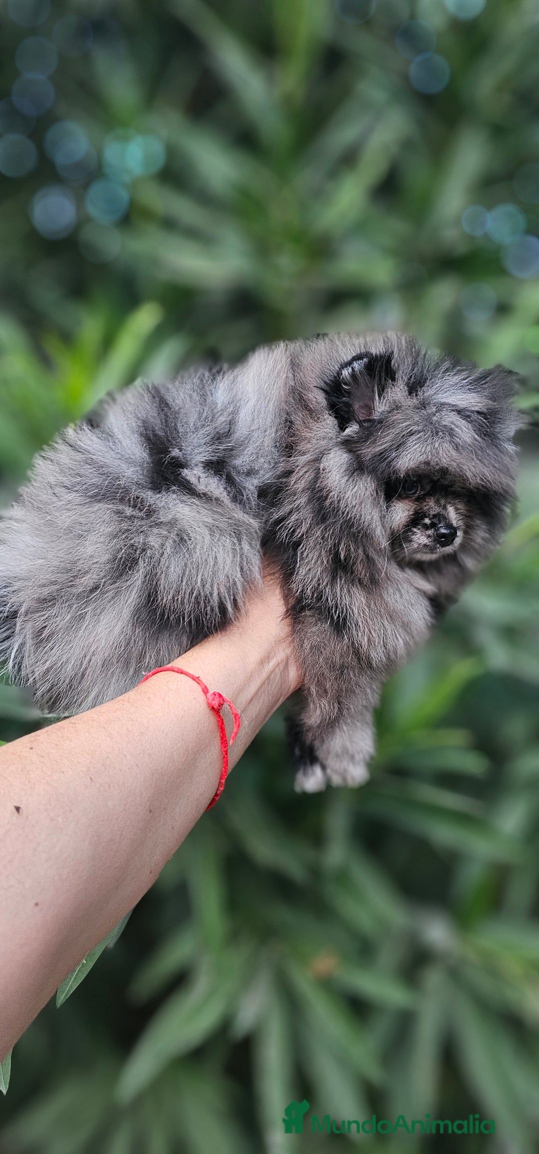Pomerania perros en venta: Espectacular pomerania merle  - Imagen 3