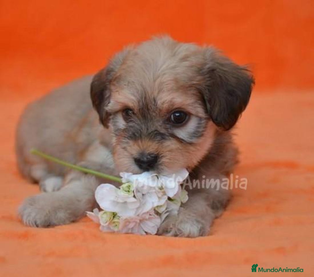 Imagen de galería {{count}}