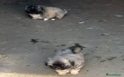 Shih Tzu perros en venta: SHIH TZU  - Imagen 4
