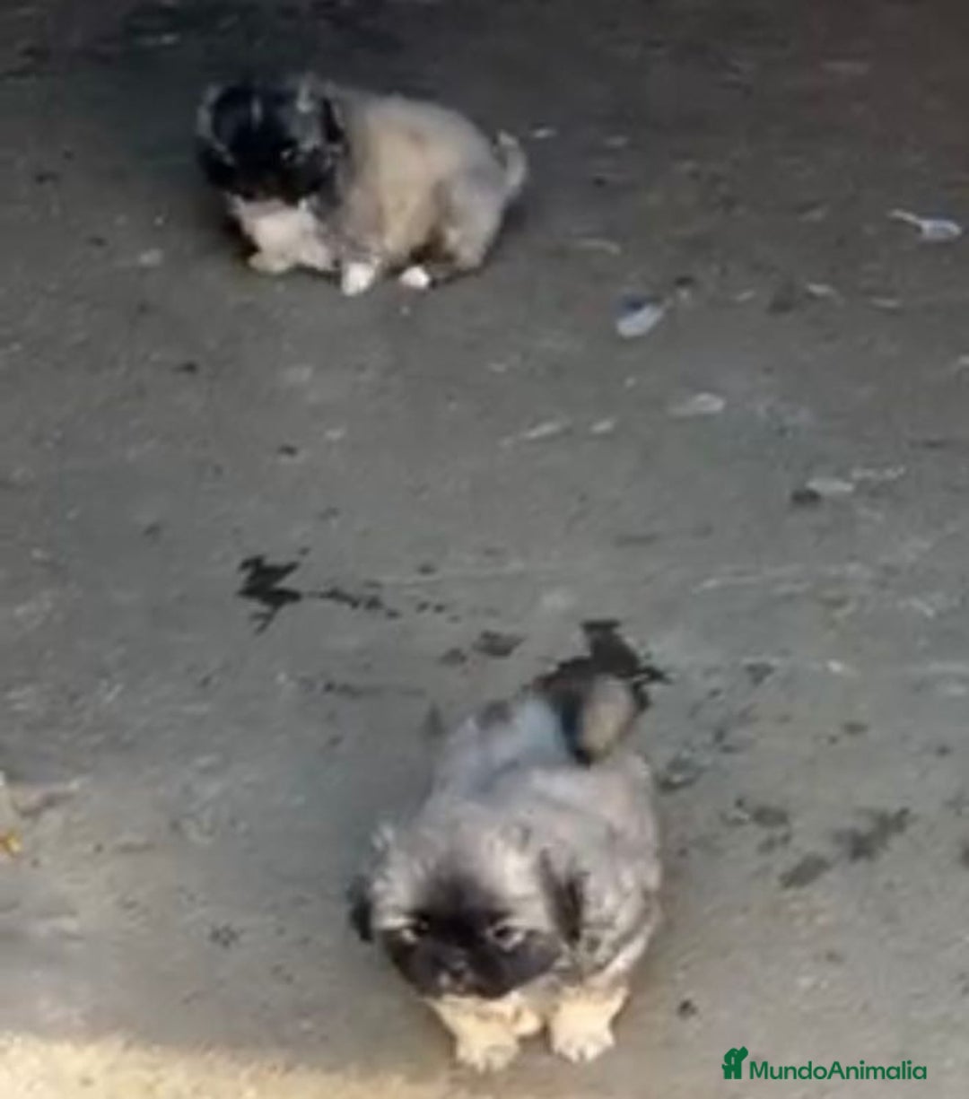Shih Tzu perros en venta: SHIH TZU  - Imagen 4