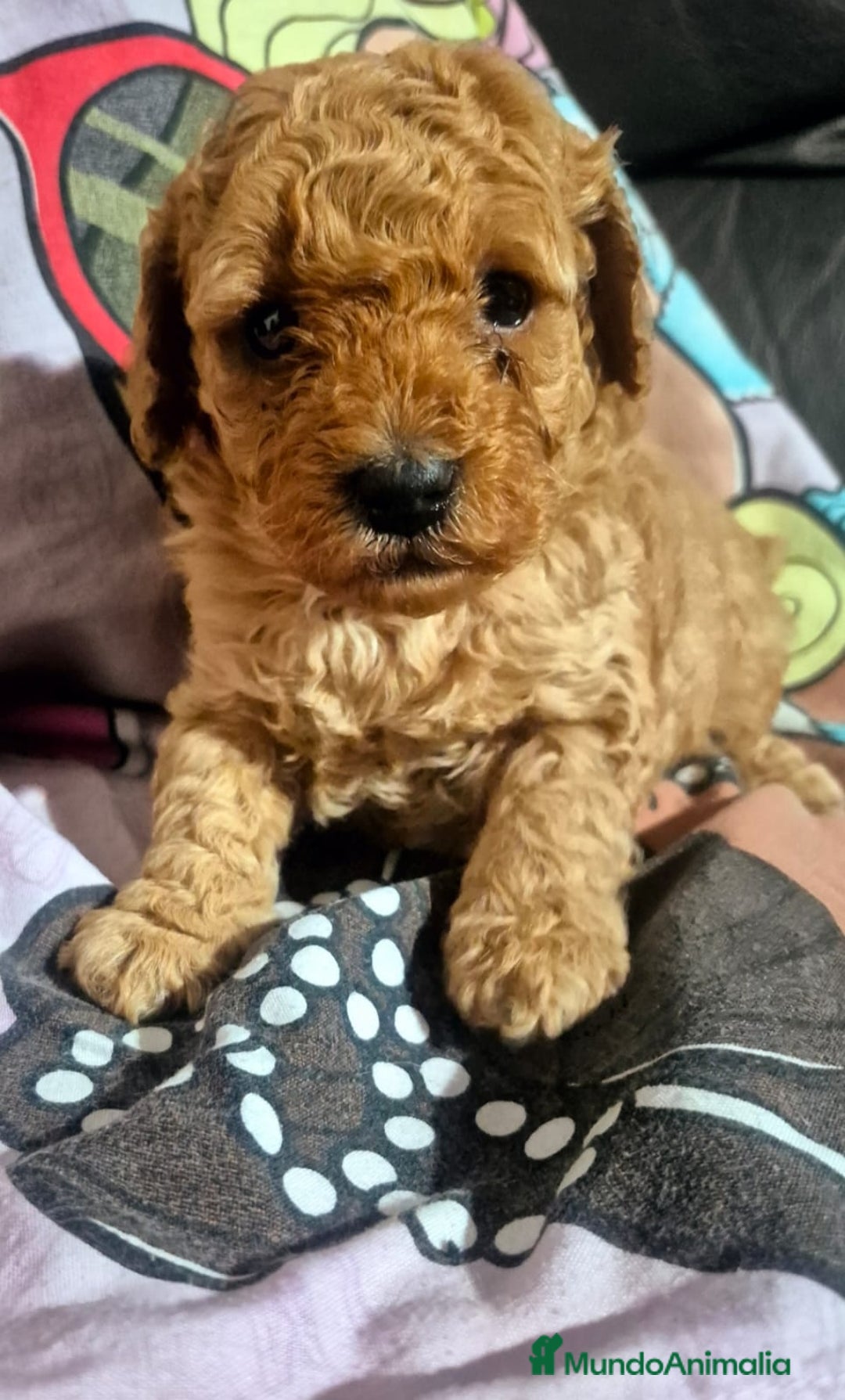 Caniche Toy perros en venta: Espectacular caniche  - Anuncio 3