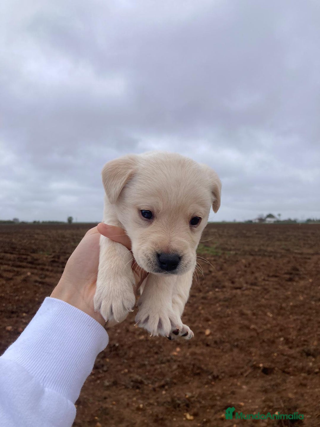 Labrador Retriever perros en venta: Labrador retriever  - Anuncio 2