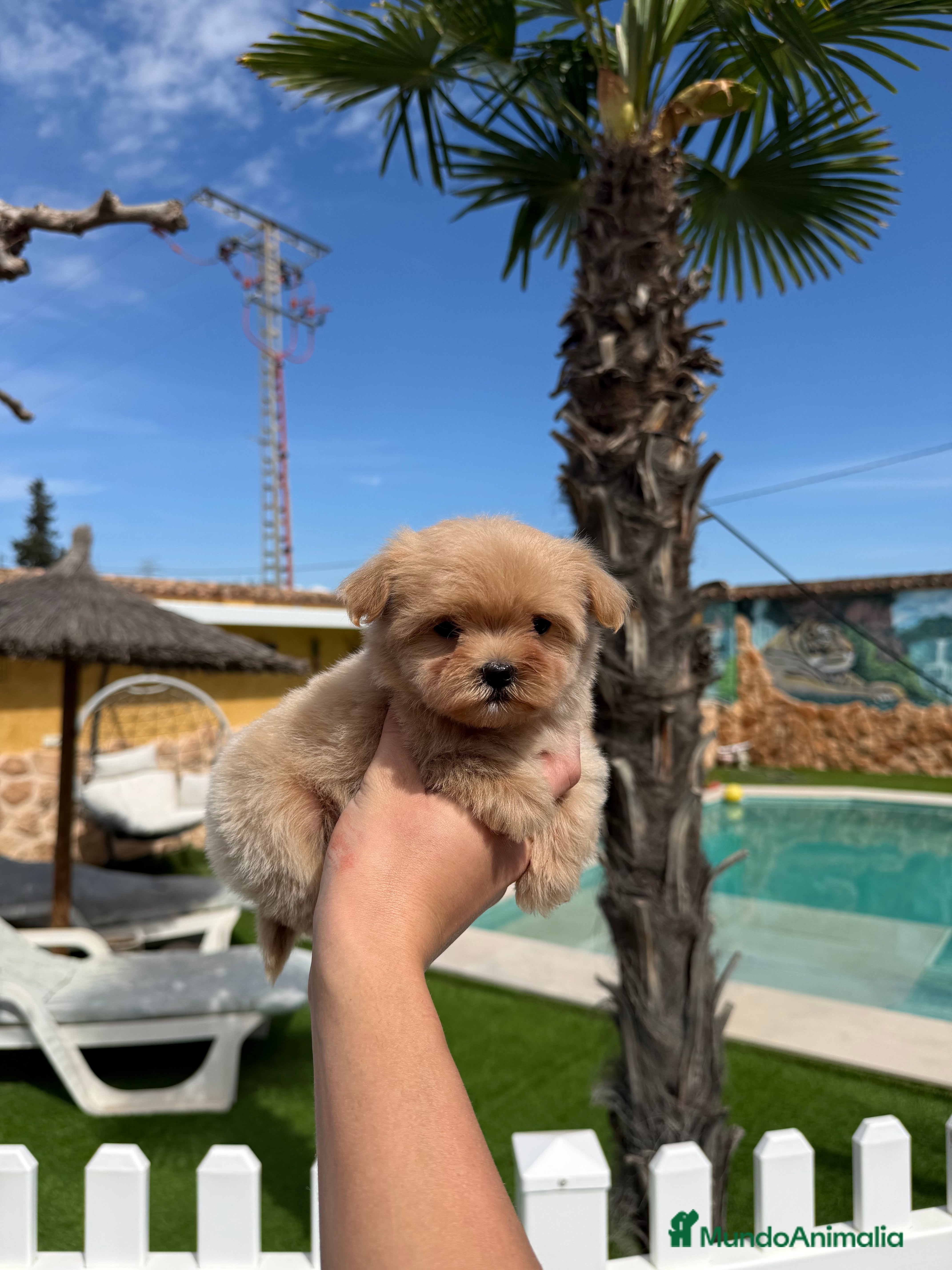 Maltipoo perros Excelentes cachorras de maltipoo - Anuncio 1