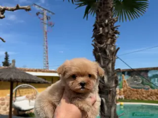 Maltipoo perros en venta: Excelentes cachorras de maltipoo - Anuncio 2