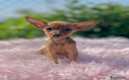 Ratón de Praga perros en venta: Ratona de Praga roja  - Imagen 3