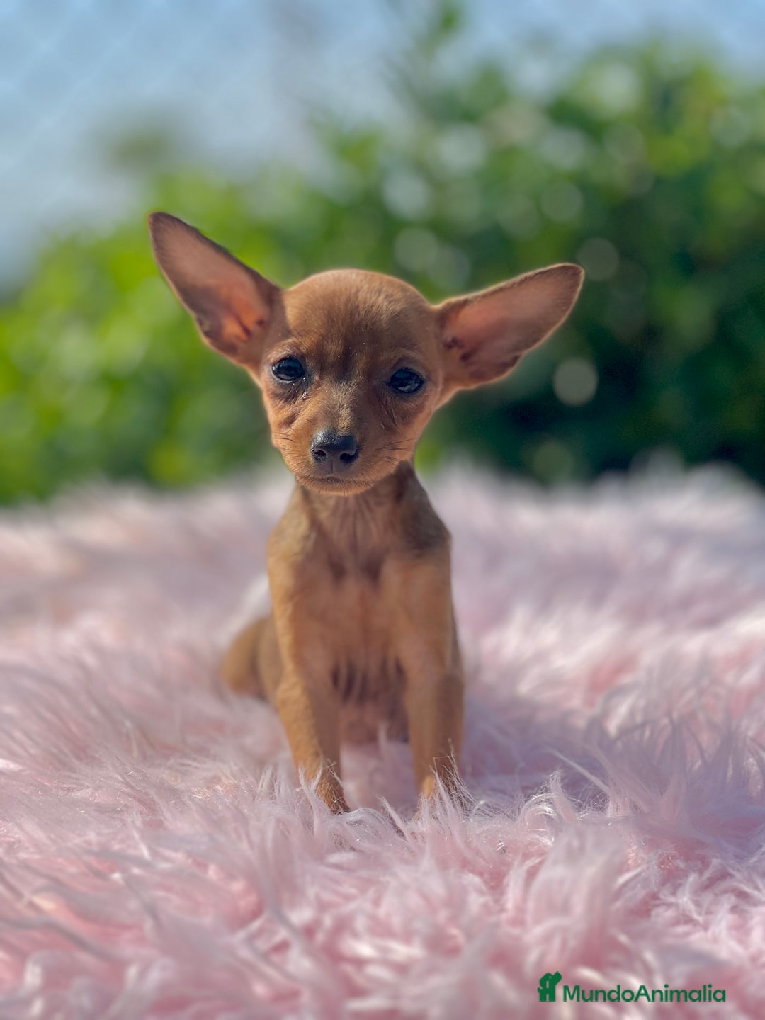 Ratón de Praga perros en venta: Ratona de Praga roja  - Imagen 3