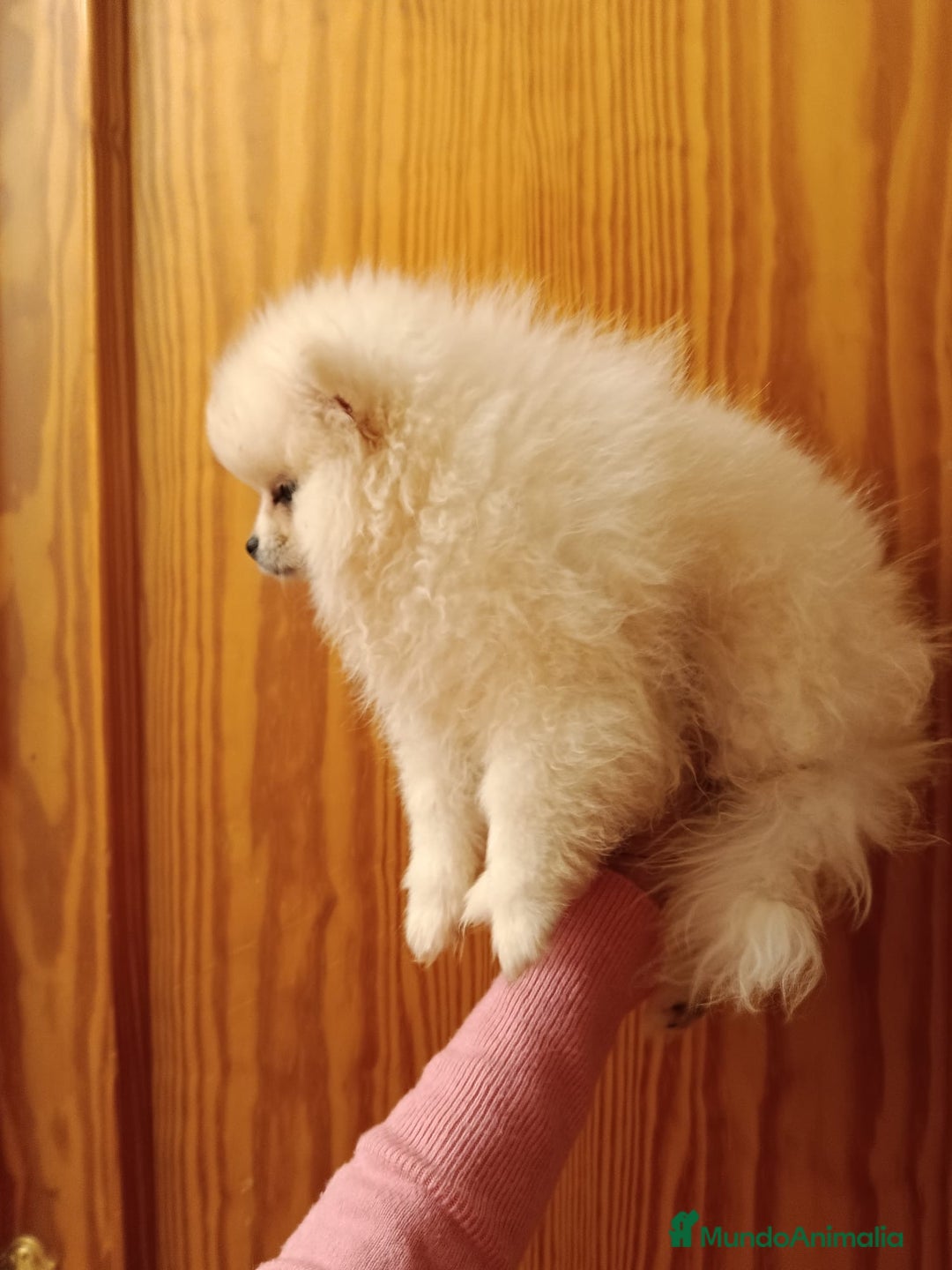 Pomerania perros en venta: Pomerania en Valencia  - Anuncio 3