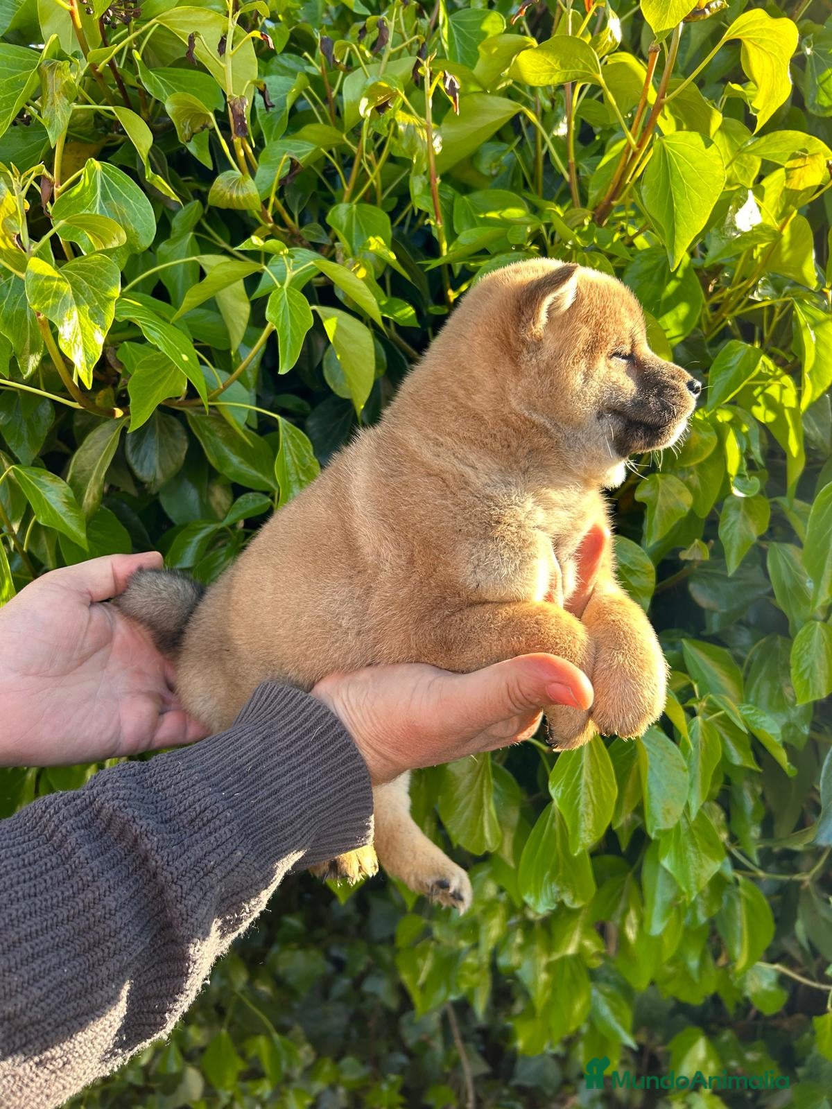 Shiba Inu perros Cachorros de Shiba Inu  - Anuncio 2