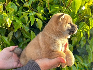 Shiba Inu perros - Anuncio 1