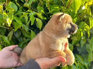 Shiba Inu perros Cachorros de Shiba Inu - Anuncio 8