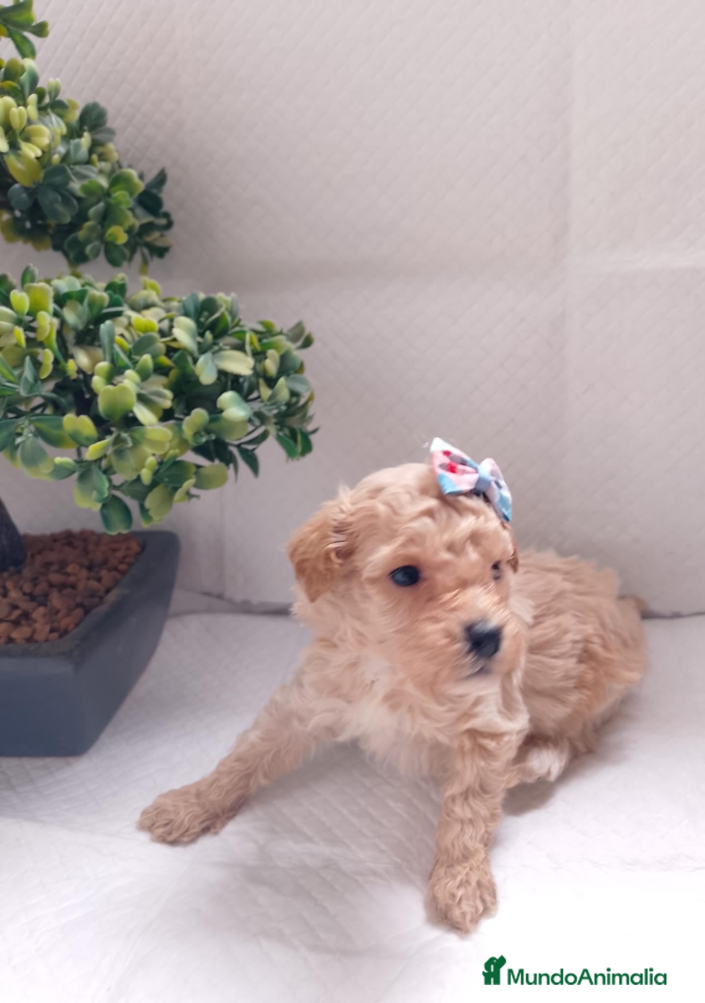 Maltipoo perros Maltipoo macho  - Anuncio 2