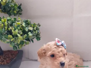 Maltipoo perros Maltipoo macho - Anuncio 2