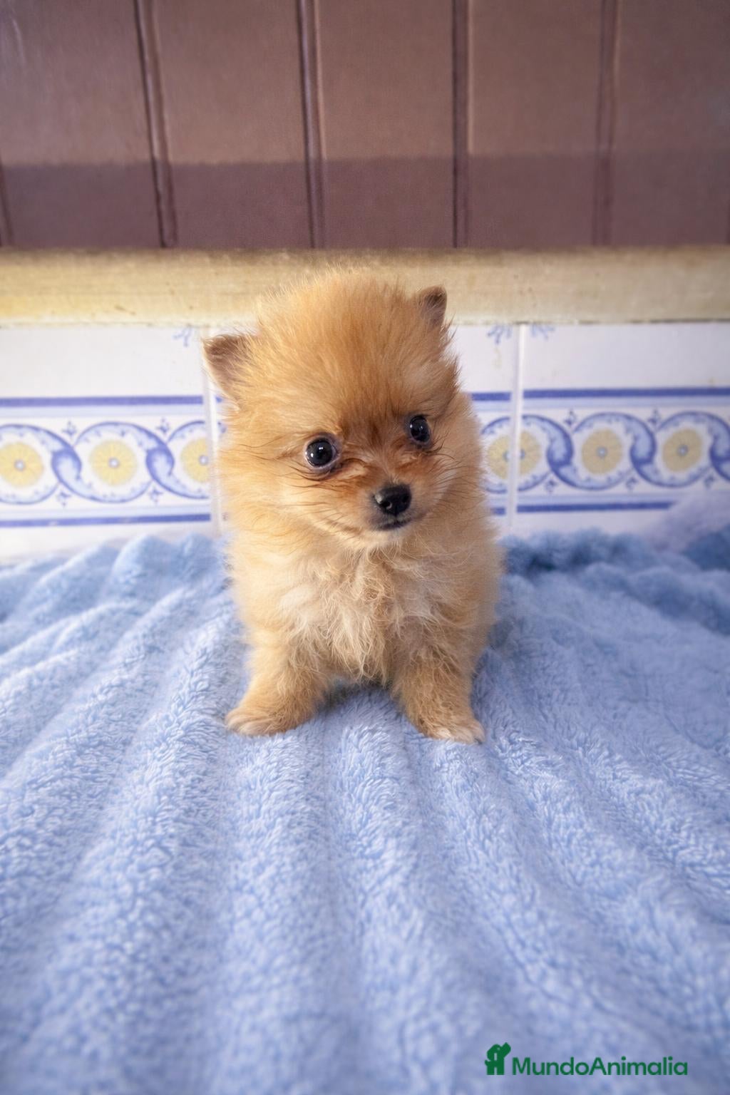 Pomerania perros Pomerania Rojo — Cara Muñeca 💖 - Anuncio 1