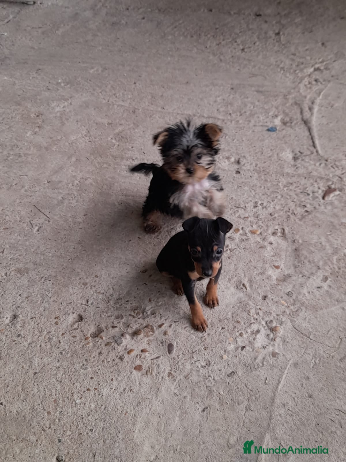 Pinscher Miniatura perros Pincher miniatura en Badajoz - Anuncio 39