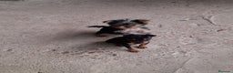 Pinscher Miniatura perros en venta: Pincher miniatura en Badajoz - Anuncio 1