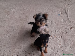 Pinscher Miniatura perros en Badajoz - Anuncio 12