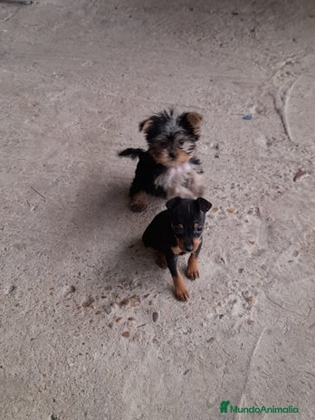 Pinscher Miniatura perros en Badajoz - Anuncio 12