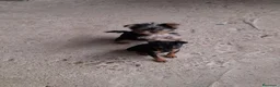 Pinscher Miniatura perros en venta: Pincher miniatura en Badajoz - Anuncio 1