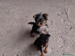 Pinscher Miniatura perros Pincher miniatura en Badajoz - Anuncio 15