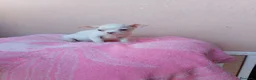 Chihuahua perros en venta: Chihuahua toy - Anuncio 5