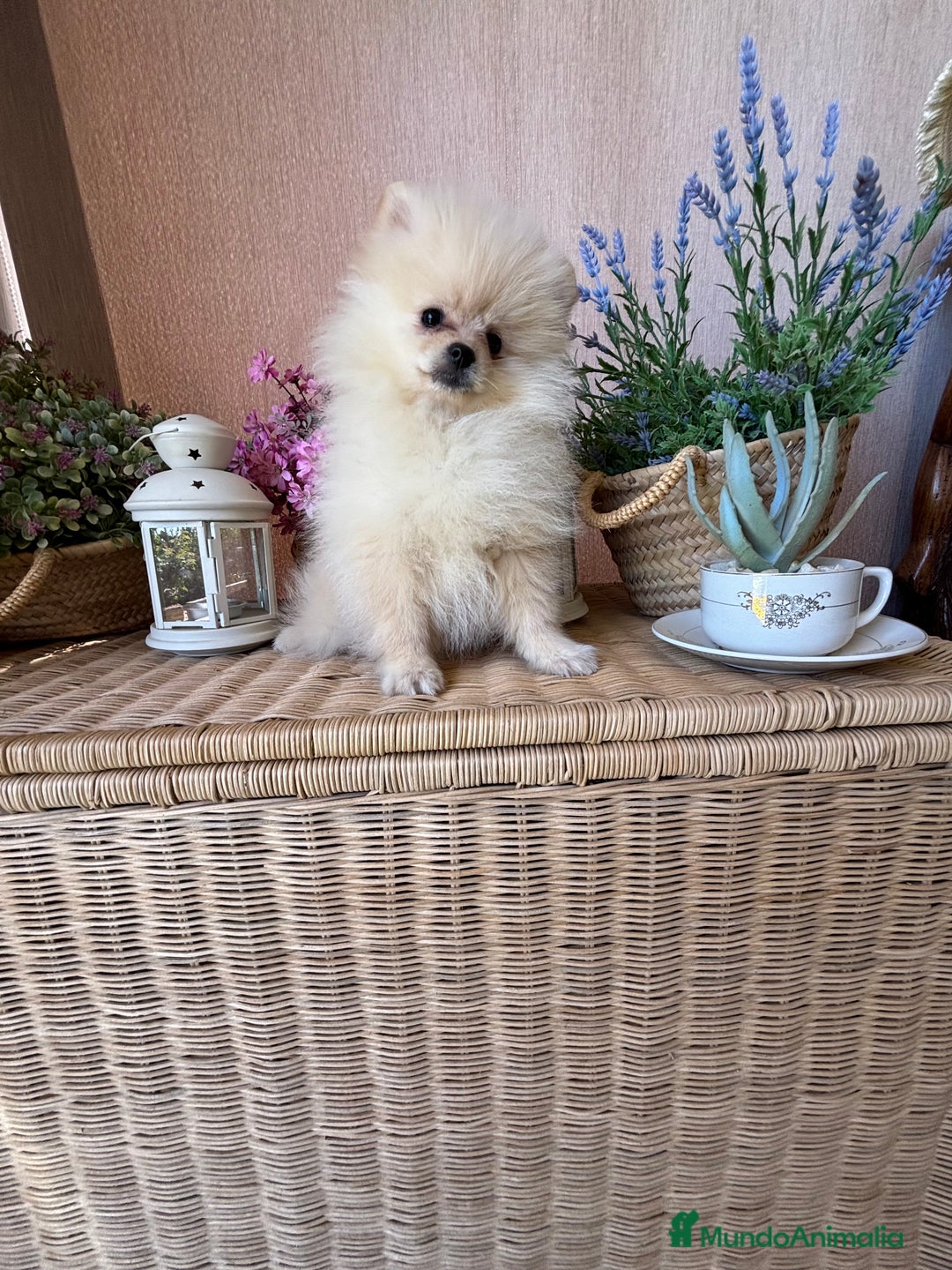 Pomerania perros en venta: Pomerania Macho listo para entregar.  - Imagen 7