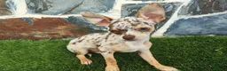 Chihuahua perros en venta: CHIHUAHUA MACHO CHOCOLATE MERLE - Anuncio 4
