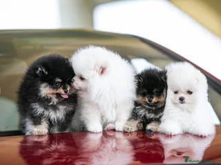 Pomerania perros Pomeranias TODA ESPAÑA - Anuncio 6