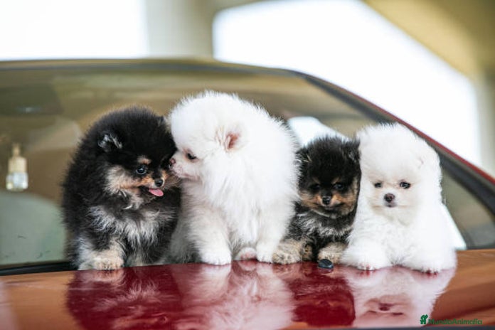 Pomerania perros - Anuncio 11