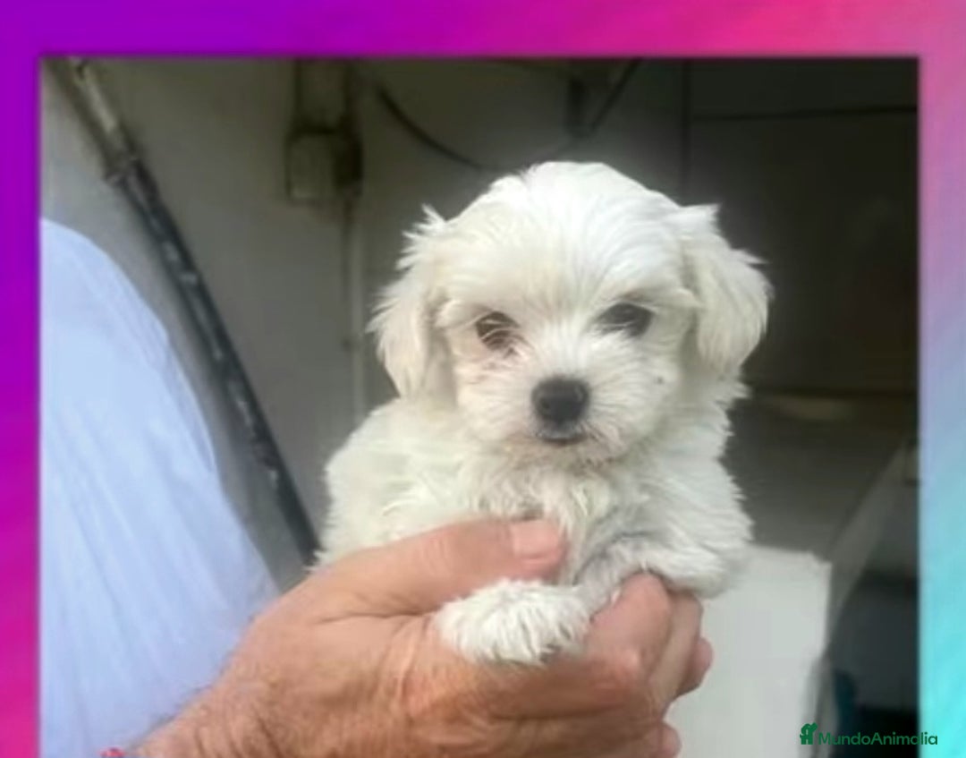 Bichón Maltés perros en venta: Bichoncitos Maltés - Imagen 1