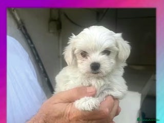 Bichón Maltés perros - Anuncio 33