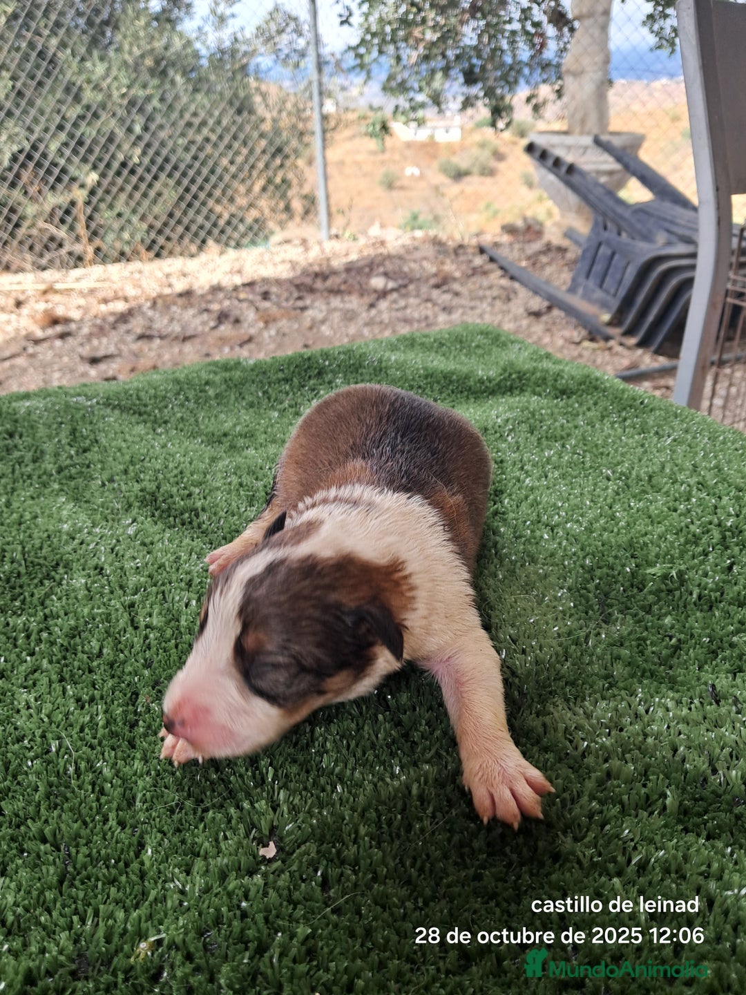 Border Collie perros en venta: Camada de border collie  - Imagen 6