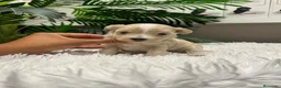 Maltipoo perros en venta: MALTIPOO - Anuncio 31