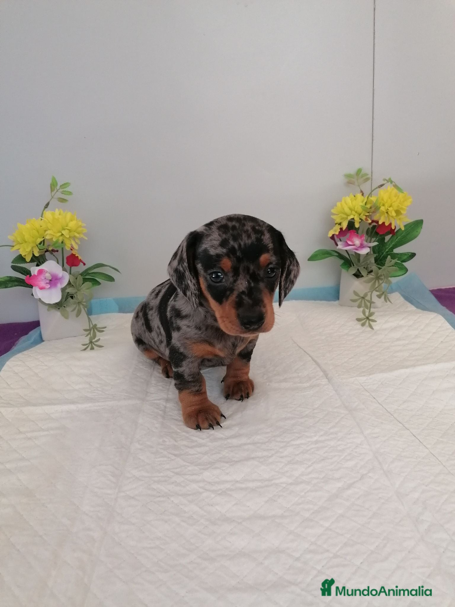 Teckel perros Preciosos teckel muy cariñosos  - Anuncio 1