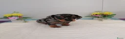 Teckel perros en venta: Preciosos teckel muy cariñosos  - Anuncio 1