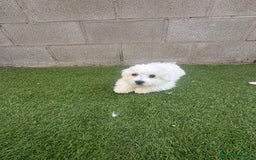 Bichón Maltés perros en venta: Bichon maltés toy - Imagen 10
