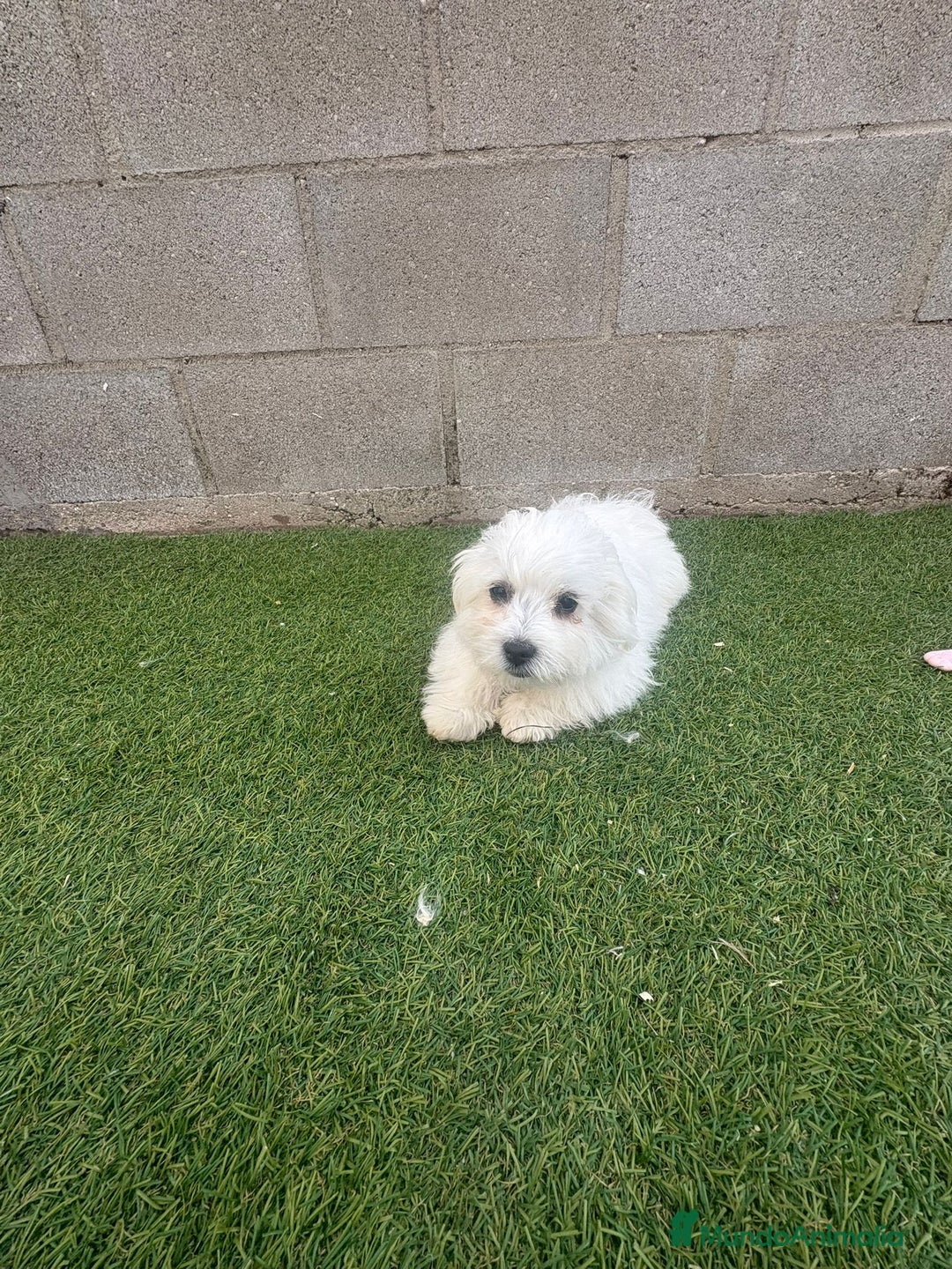 Bichón Maltés perros en venta: Bichon maltés toy - Imagen 10