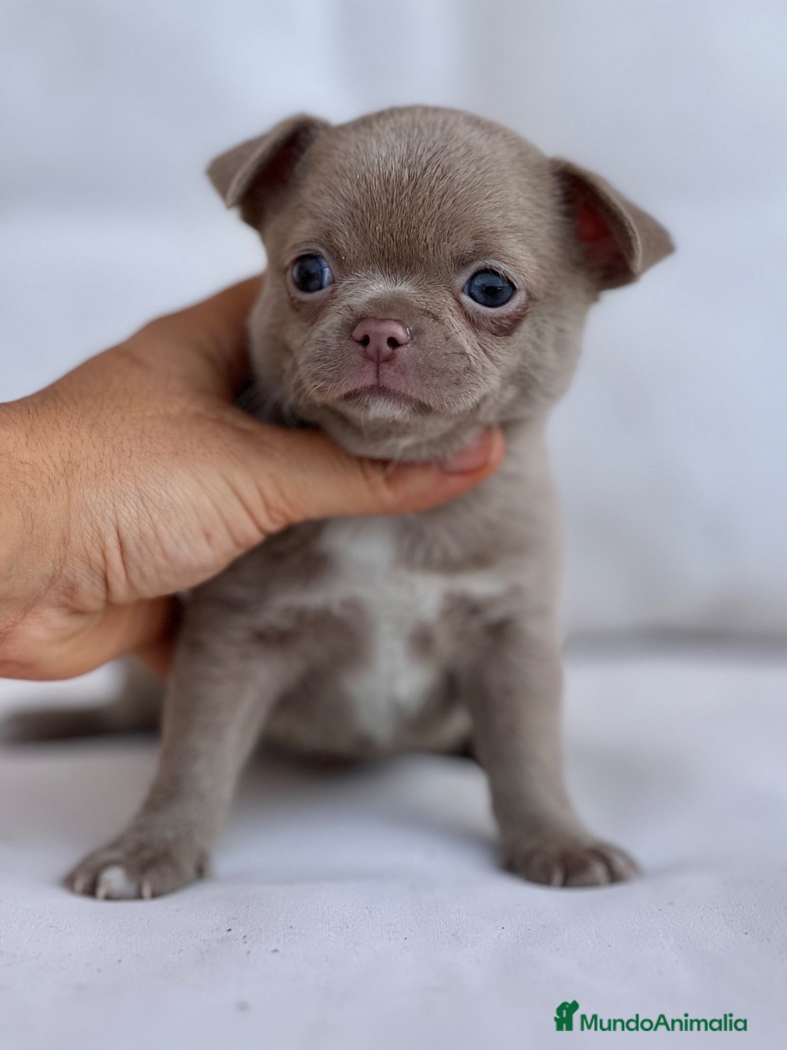Chihuahua perros CHIHUAHUA MACHITO LILAC PELO CORTO LÍNEA RUSA - Anuncio 1