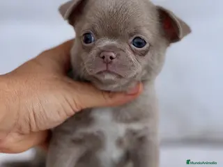 Chihuahua perros CHIHUAHUA MACHITO LILAC PELO CORTO LÍNEA RUSA - Anuncio 26