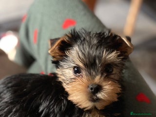 Yorkshire Terrier perros en Badajoz - Anuncio 41