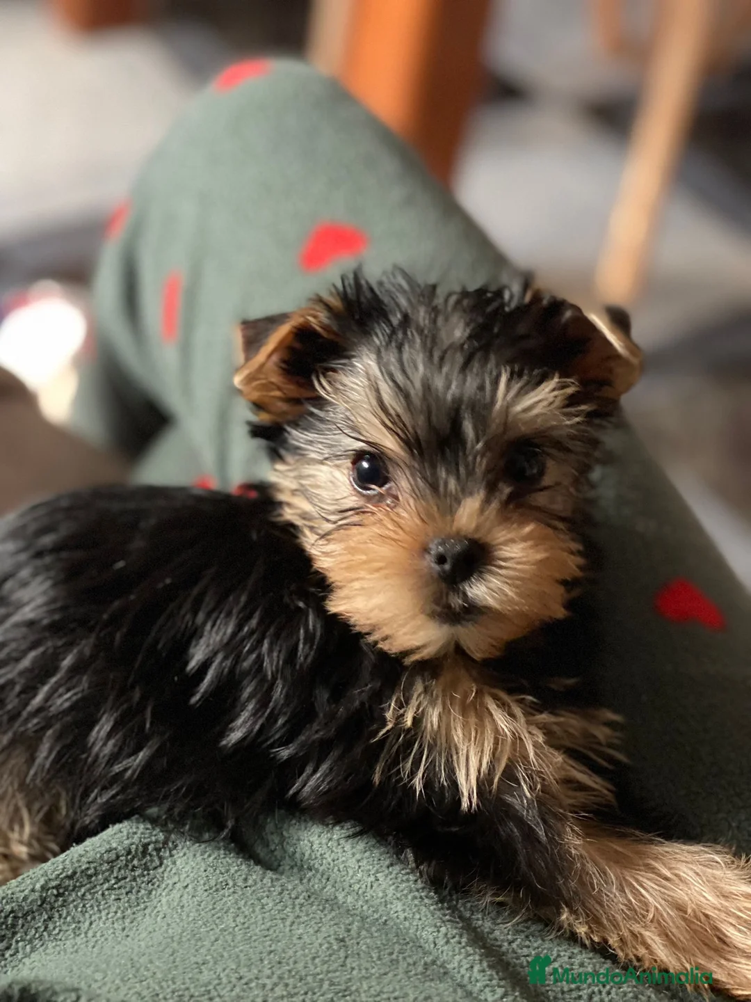 Yorkshire Terrier perros en venta: Yorkshire miniaturas en Badajoz - Anuncio 1