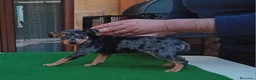 Pinscher Miniatura perros en venta: Pincher blue merle.. - Anuncio 4