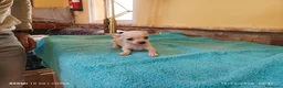 Chihuahua perros en venta: cachorritos chihuahua  - Anuncio 4
