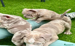 American Bully perros en venta: American bully bebés preciosos - Imagen 10