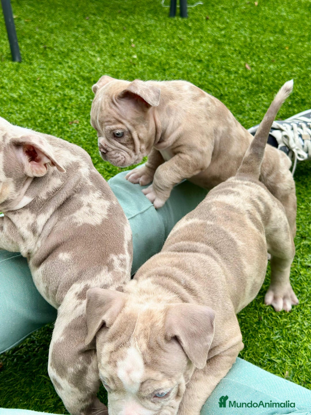 American Bully perros en venta: American bully bebés preciosos - Imagen 10