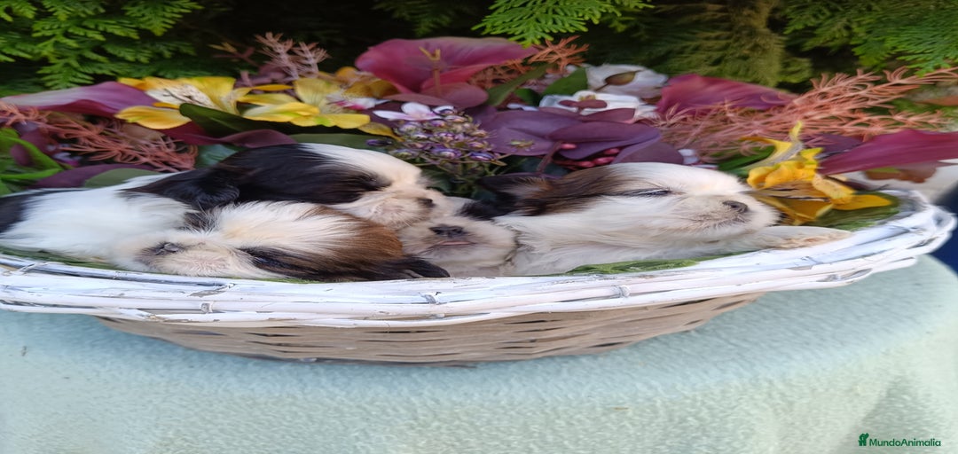 Imagen de galería {{count}}