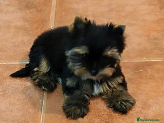 Yorkshire Terrier perros YORKSHIRE - Anuncio 1