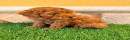 Caniche Toy perros en venta: Caniche toy roja - Anuncio 5